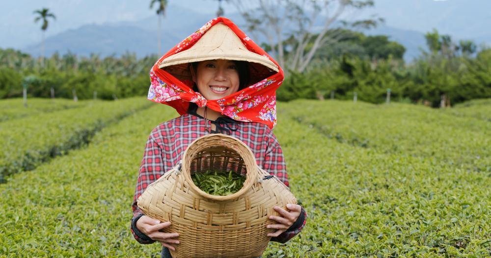 A Guide To Taiwanese Tea