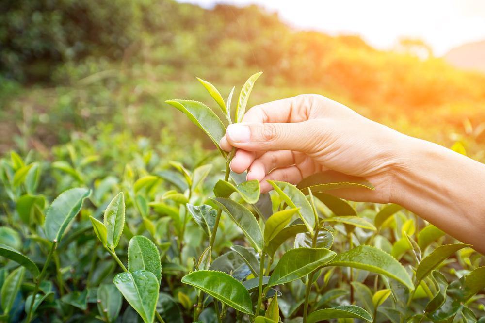 The 7 Ways Of Determining Tea Quality