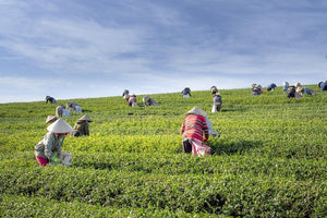 What Is White Tea? From Production To Price