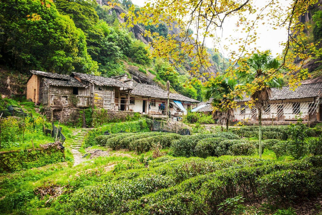 Yancha — The Different Areas of the Wuyi Mountains