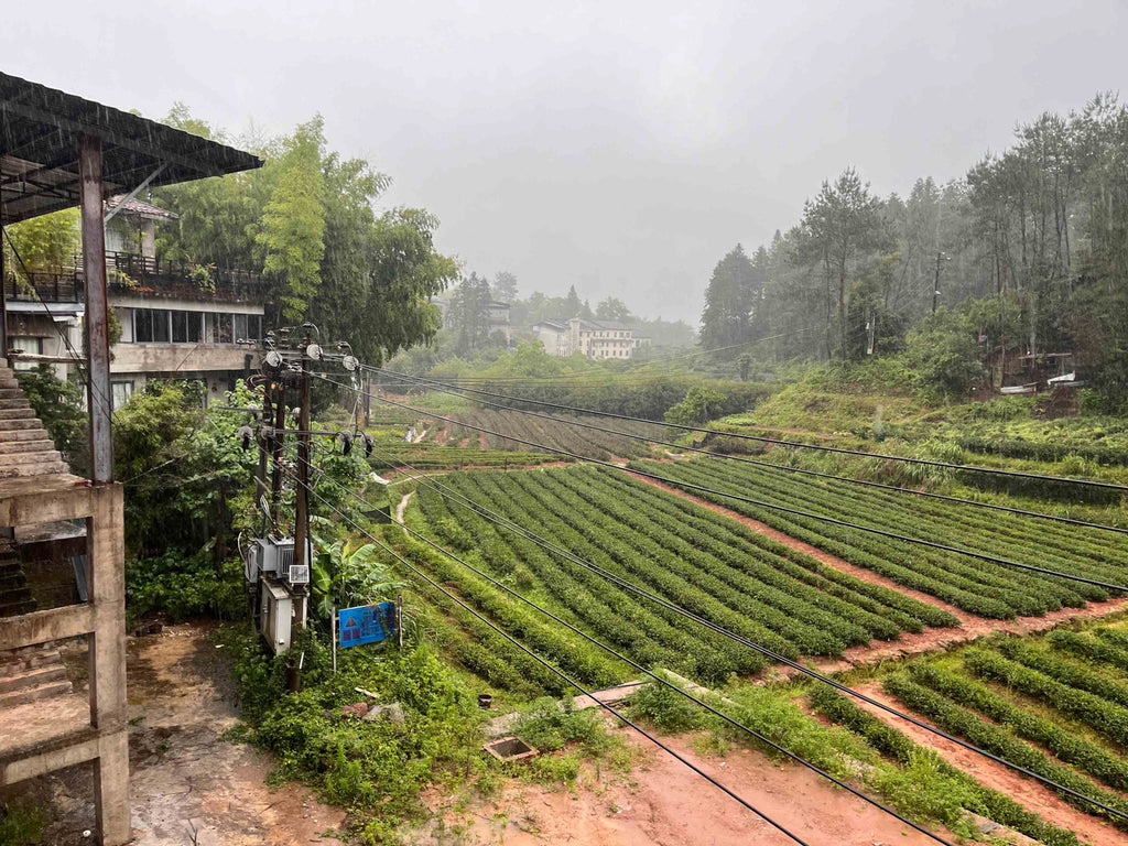 Modern Tea Farming: Observations from Our Trip to China