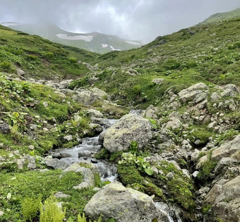 Reviving Georgian Tea: A Journey from Soviet Gardens to Specialty Brews