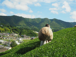 Japanese Green Tea — Uji, The Birthplace Of Japanese Tea