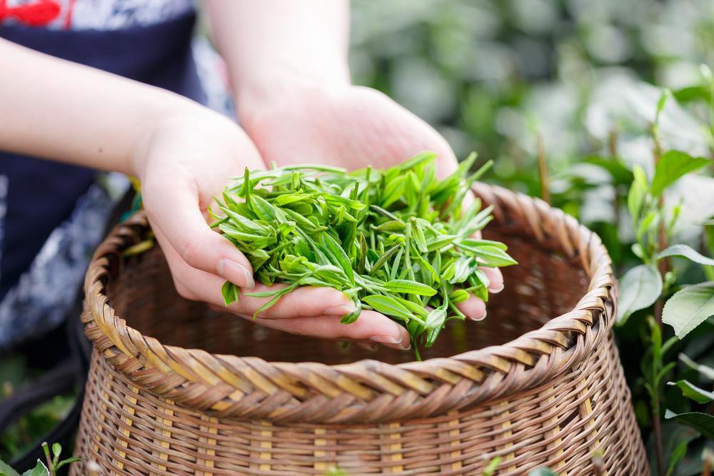 Organic Tea — Should You Really Be Paying For The Certification?