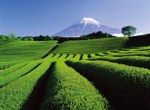 What Are The Most Popular Japanese Teas?