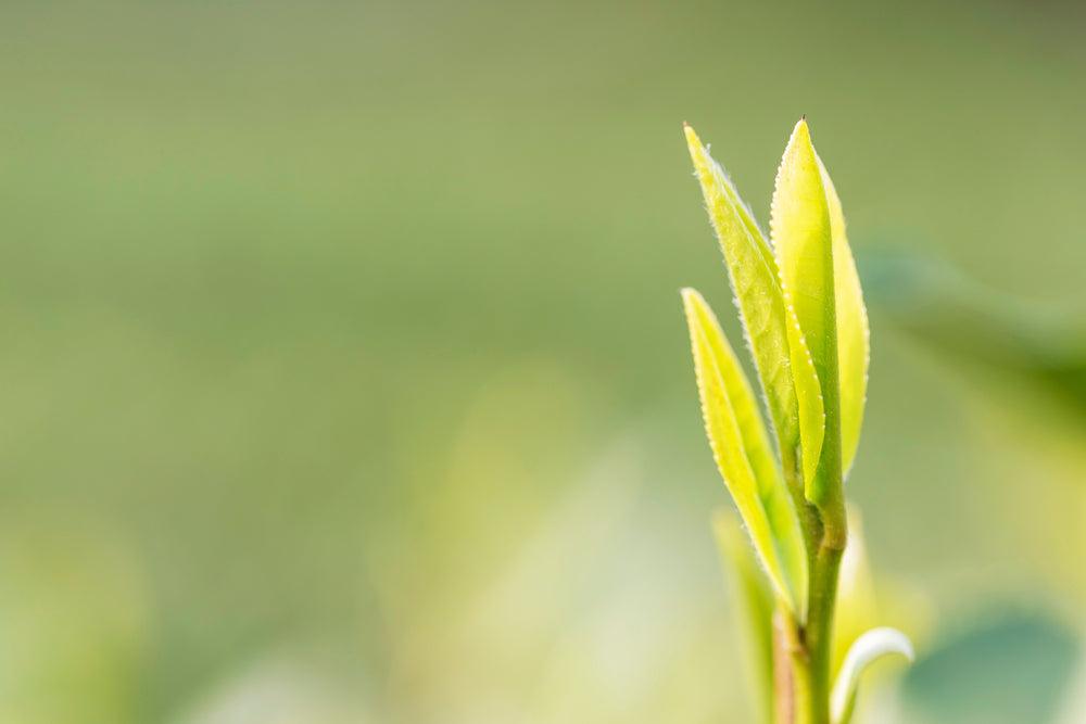 All about tea: What makes early spring tea so valuable?