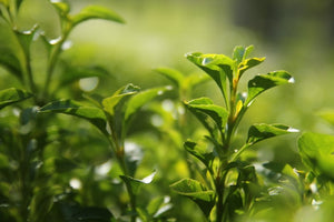 All About Shincha: The First Japanese Green Tea Harvest
